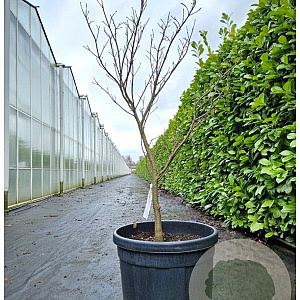 Acer pal. 'Skeeter's Broom' 100-125 cm 45L meerstammig