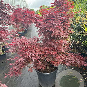 Acer pal. 'Skeeter's Broom' 100-125 cm 45L meerstammig