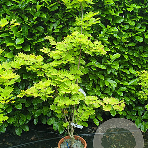 Acer shirasawanum 'Aureum' 125-150 cm 15L
