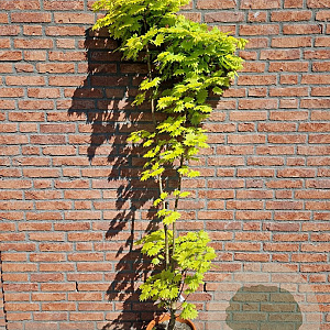 Acer shirasawanum 'Aureum' 125-150 cm 15L