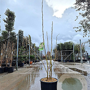 Albizia julibr. Ombrella 125-150 cm 15L