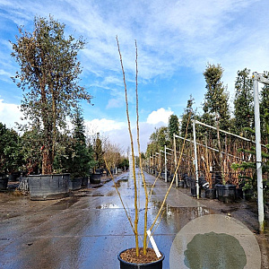 Albizia julibr. Ombrella 150-175 cm 15L