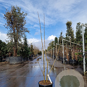Albizia julibr. Ombrella 150-175 cm 15L