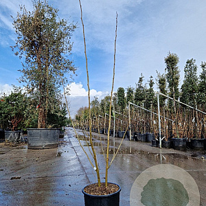 Albizia julibr. Ombrella 150-175 cm 15L