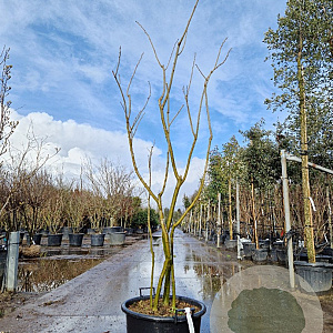 Albizia julibr. Ombrella 175-200 cm 45L