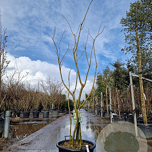 Albizia julibr. Ombrella 175-200 cm 45L