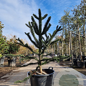 Araucaria araucana 140-150 cm cont. 70L