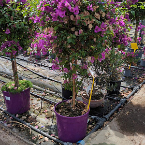 Bougainvillea gl. 'Sanderiana' 100-110 cm 20L stam
