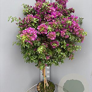 Bougainvillea gl. 'Sanderiana' 100-110 cm 20L stam