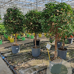 Bougainvillea gl. 'Sanderiana' 100-110 cm 20L stam