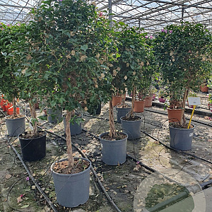Bougainvillea gl. 'Sanderiana' 100-110 cm 20L stam