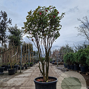 Camellia hiem. 'Kanjiro' 175-200 cm cont. 70L paraplu