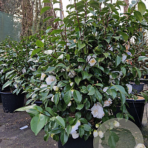 Camellia j. 'Miss Lyla' 125 cm 50L solitair