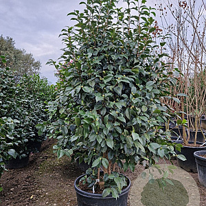 Camellia j. 'Sacco Vera' 175-200 cm container meerstammig