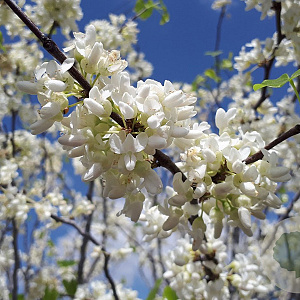 Cercis siliquastrum 'Alba' 125-150 cm 35L