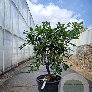 Citrus hystrix 100-110 cm 20L stam