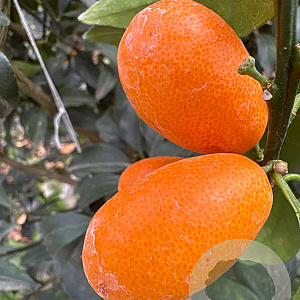 Citrus margarita 100 cm 35L