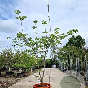 Cornus 'Eddie's White Wonder' 175-200 cm container meerstammig