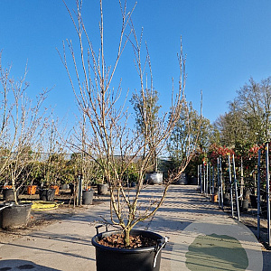 Cornus k. 'Milky Way' 175-200 cm container meerstammig