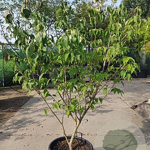 Cornus k. 'Rel Whirlwind' 125-150 cm container piramide