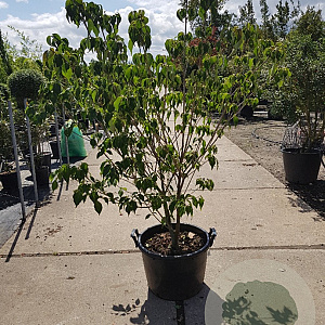Cornus k. 'Rel Whirlwind' 125-150 cm container piramide