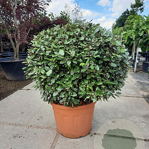 Elaeagnus ebb. 'Compacta' 100-120 cm container meerstammig