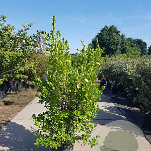 Euonymus japonicus 125-150 cm 25L
