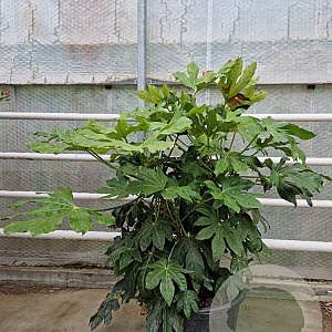 Fatsia japonica 100-125 cm container meerstammig