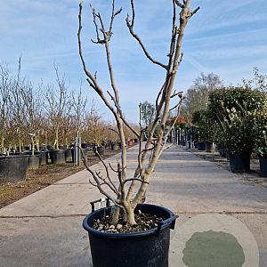 Ficus carica 100-125 cm 30L