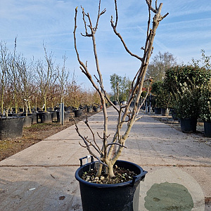 Ficus carica 100-125 cm 30L
