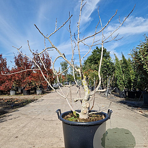 Ficus carica 100-125 cm container