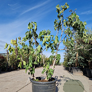 Ficus carica 125-150 cm container 