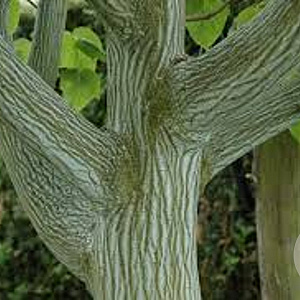 Acer rufinerve 200-225 cm draadkluit meerstammig