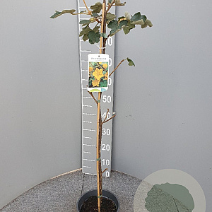 Fremontodendron californicum 100 cm 6L