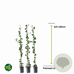 Hedera hel. 'Woerner' 125-150 cm 2,0L