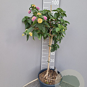 Lantana camara 100 cm 10L stam oranje
