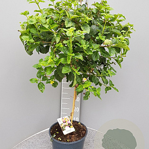 Lantana camara 100 cm 10L stam oranje
