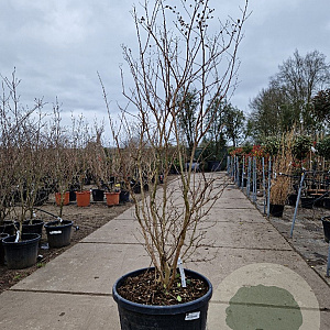 Lagerstroemia indica 175-200 cm cont. 95L