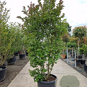 Lagerstroemia indica 175-200 cm cont. 95L