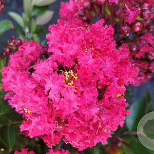 Lagerstroemia i. 'Red Imperator' 150-175 cm container meerstammig