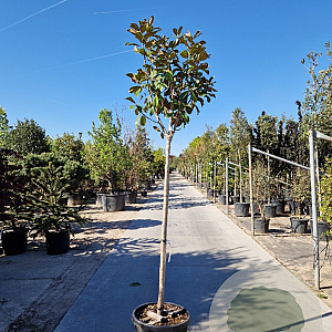 Magnolia grand. 'Goliath' 150 cm stam container 10-12 leiboom