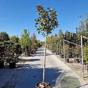 Magnolia grand. 'Goliath' 150 cm stam container 10-12 leiboom