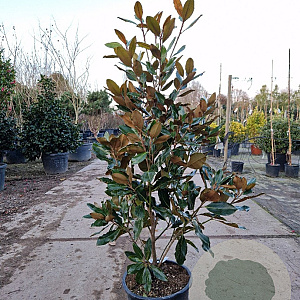 Magnolia grand. 'Little Gem' 100-125 cm 15L