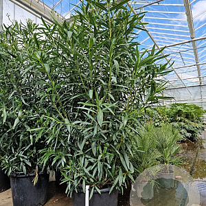 Nerium oleander 175-200 cm 50L