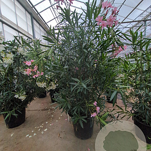 Nerium oleander 175-200 cm 50L