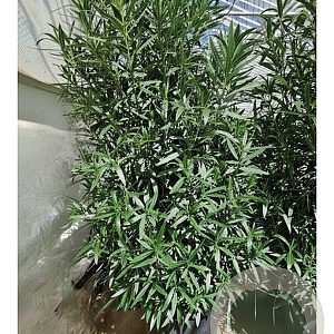 Nerium oleander 175-200 cm 50L