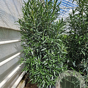 Nerium oleander 175-200 cm 50L