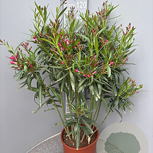 Nerium oleander 80-100 cm 14L