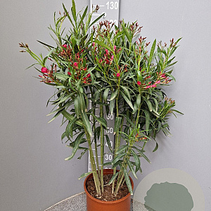 Nerium oleander 80-100 cm 14L