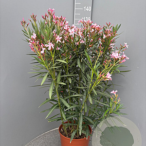 Nerium oleander 80-100 cm 14L